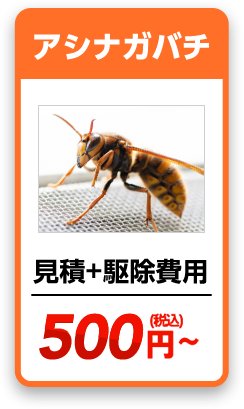 アシナガバチ　見積り＋駆除費用＝880円~